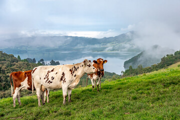 Fototapeta na wymiar cows on a meadow in a beautiful landscape