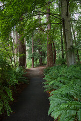 Path in the forest without people. Active recreation in nature. Bicycle path. Beautiful forest in summer. Hiking trail