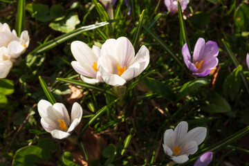 spring crocus flowers