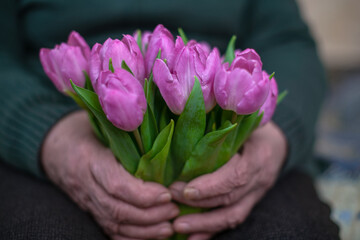 The hands of an elderly woman, a grandmother, holding a bouquet of tulips. International Women's Day, Mother's Day, honor to pensioners. Sad life in old age. Wrinkles. International Women's Day.