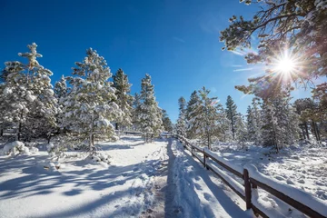 Fotobehang Winter forest © Galyna Andrushko