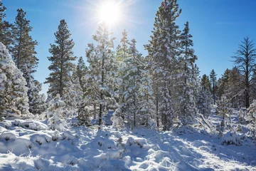 Kissenbezug Winter forest © Galyna Andrushko