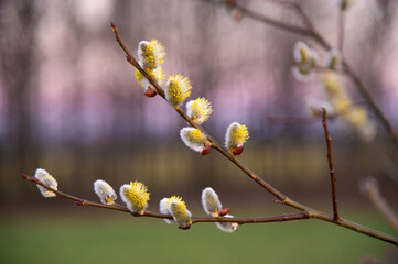 A branch of a willow tree with yellow fluffy buds. The sunset, the colorful sky. Springtime