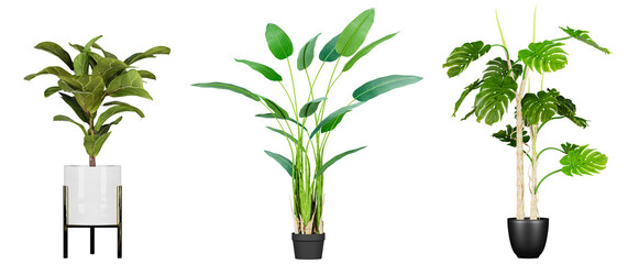 Fototapeta na wymiar plants in pots isolated on transparent or white background