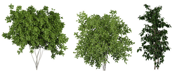 outdoor bush and tree plant isolated on transparent or white background