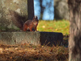 Squirrel with acorn in old cemetery in Finnish Tuusula.