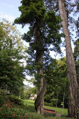 In a park on the shores of Lake Garda in Italy.