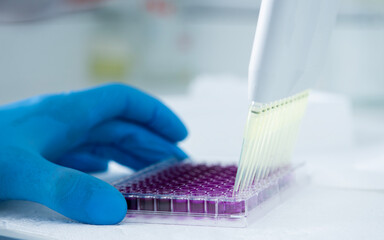 cell culture