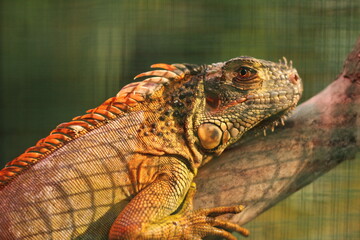 iguana in the zoo