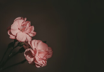 Dramatic moody flowers background with copy space
