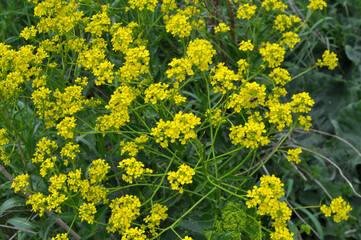Oriental bunias grows in nature