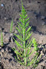 Horsetail field (Equisetum arvense) grows in nature.