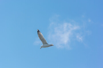 A Herring Gull Flying In A Blue February Sky