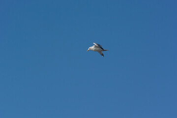 A Herring Gull Flying In A Blue February Sky