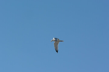 A Herring Gull Flying In A Blue February Sky