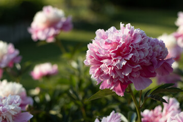 Pink blossom flower named as peony on green background. Soft focus.