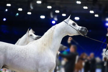  portrait of white moveing Arabian horse at open arabian show. posing inside cover manege