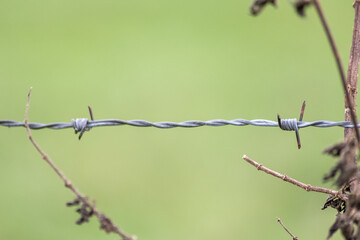 Old barbwire fence or military fence restricted agricultural field protects grassland of farmers and grazing cows with spikey and rusty spikes showing wool from grazing animals on rusty barbed wire