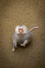 white tailed macaque