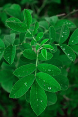 Green leaves with drops for background