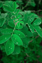 Green leaves with drops for background