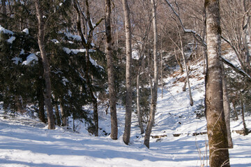Winter