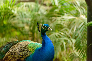 Obraz premium Peacock in Cartagena Colombia