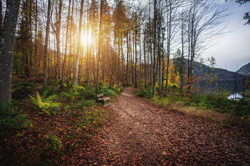 Beautiful trail and wooden bench with colorful autumn vegetation by Alpsee lake near Fussen - Schwangau, Bavaria, Germany