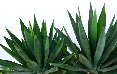 Agave americana plants on a white wall background.Tropical succulents, ornamental garden concept with copy space.Selective focus.