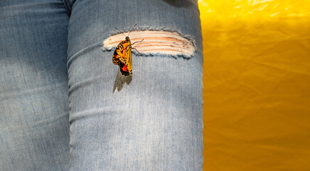 butterfly landing on my ripped jeans against a yellow wall