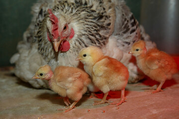 Caring silver mother hen takes care of her newborn chicks