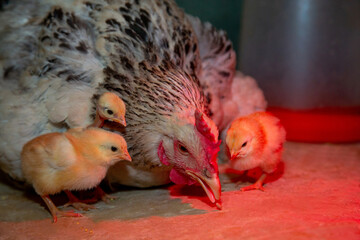 Caring silver mother hen takes care of her newborn chicks