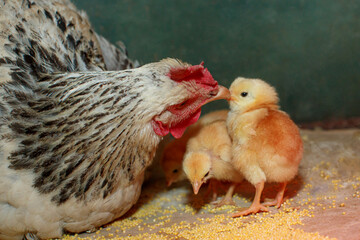 Caring silver mother hen takes care of her newborn chicks