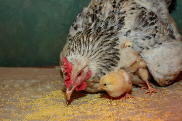 Caring silver mother hen takes care of her newborn chicks
