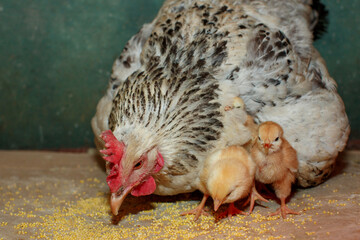 Caring silver mother hen takes care of her newborn chicks