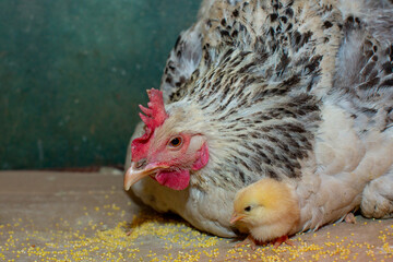 Caring silver mother hen takes care of her newborn chicks