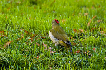 Green woodpecker in green meadow