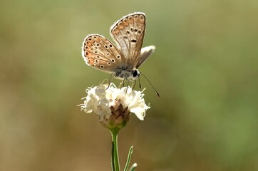 Brown argus butterfly in morning sun