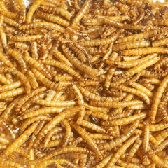 Many mealworms, top view, animal feed protein supplement, fish bait