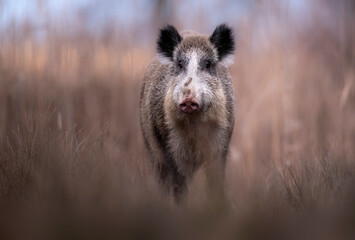 Wild boar close up ( Sus scrofa )