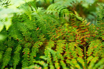 Young and old green fern plant growing in the forest. Some steams with brown pointed leaves mixed with young growing leaves.