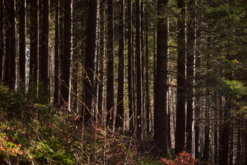 Fototapeta premium forest in the morning