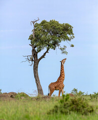 Giraffe Reaching for the Leaves © George Erwin Turner