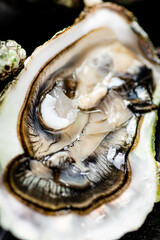 One fresh oyster. Macro background. 