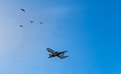 Fototapeta na wymiar Airplane and birds in the blue sky.