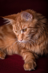Obraz premium portrait of a maine coon cat