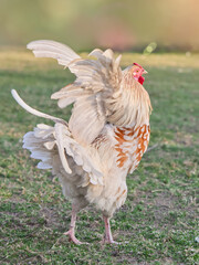 Young white rooster spreads wings in garden