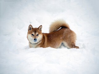 Japanese red coat dog is in winter forest. Portrait of beautiful Shiba inu male standing in the forest on the snow and trees background. High quality photo. Walk in winter
