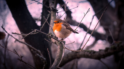 robin on a branch