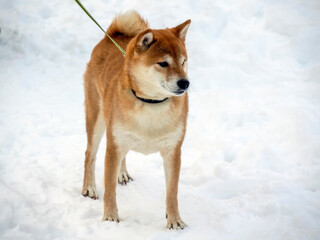 Japanese red coat dog is in winter forest. Portrait of beautiful Shiba inu male standing in the forest on the snow and trees background. High quality photo. Walk in winter